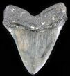 Megalodon Tooth - Morgan River, SC #30059-2